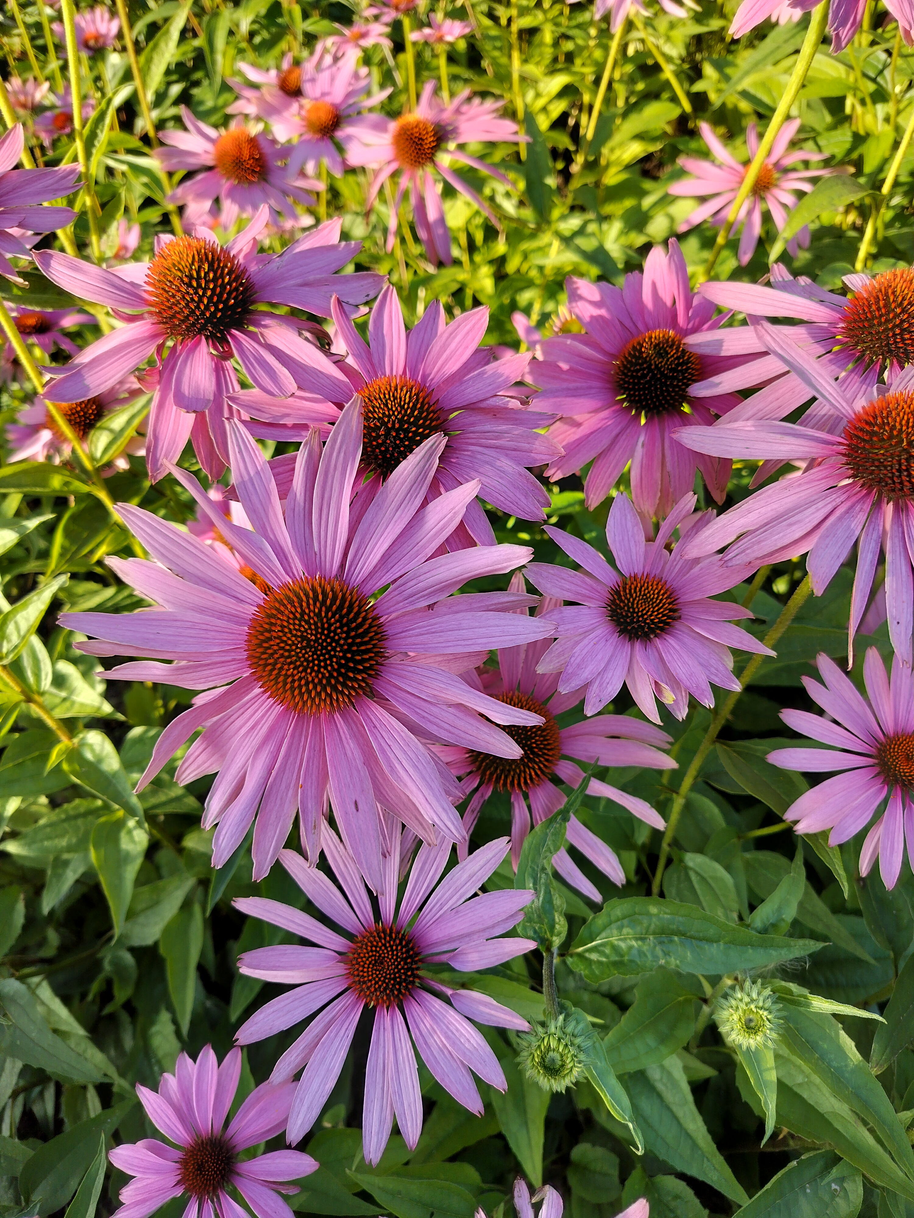 blummor