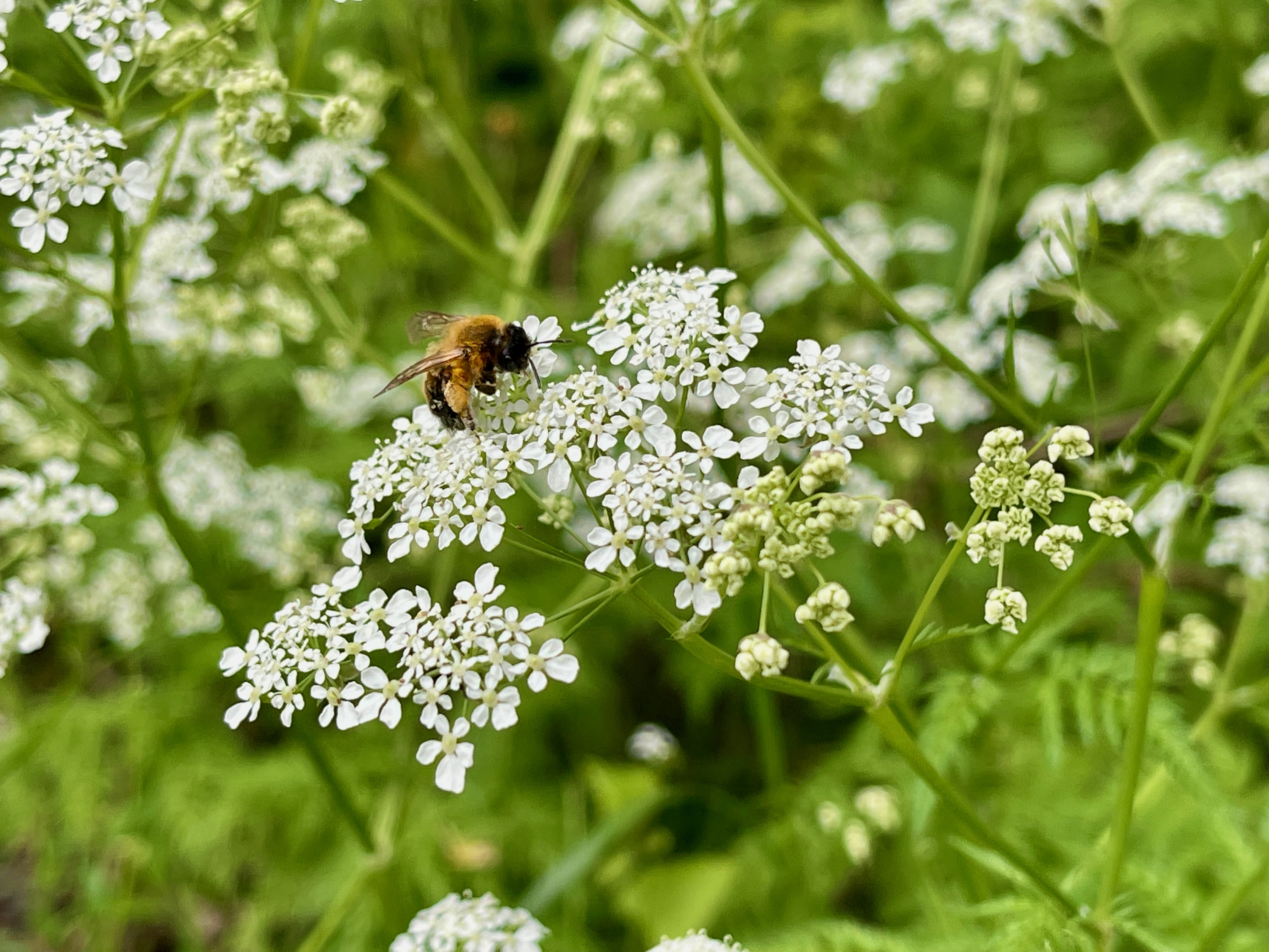 Biet suger nektar från försommarens små vita blomster.